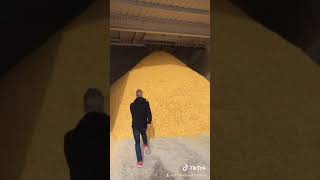 Speed corn climbing!
