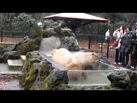 カピバラ温泉　只今お湯貯め中。　＠こども動物自然公園