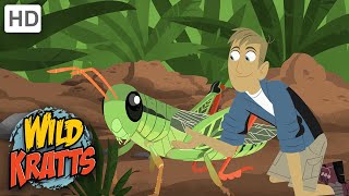 Wild Kratts Grhopper Insectsnature