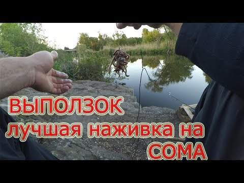 выползок на сома видео выползок на сома видео