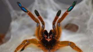 Spraysmr - Watering My Tarantulas Spray Asmr