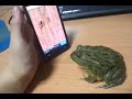 African Bull Frog Plays Ant crusher on Phone