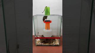 Best Homemade Mouse Trap Ideas Of All Time/Mouse Trap 2#Rattrap #Mousetrap