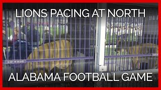 Lions Pacing in Transport Cages at University of North Alabama Football Game