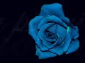 Una Rosa Blu