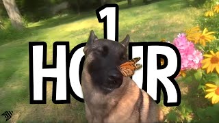 1 HOUR dog with butterfly on nose | aruarian Dance |  i have no ennemies loop dog meme r/place