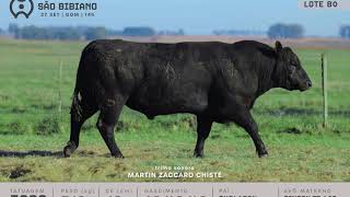 LOTE 80 - TOUROS ANGUS - LEILÃO VIRTUAL SÃO BIBIANO 2020