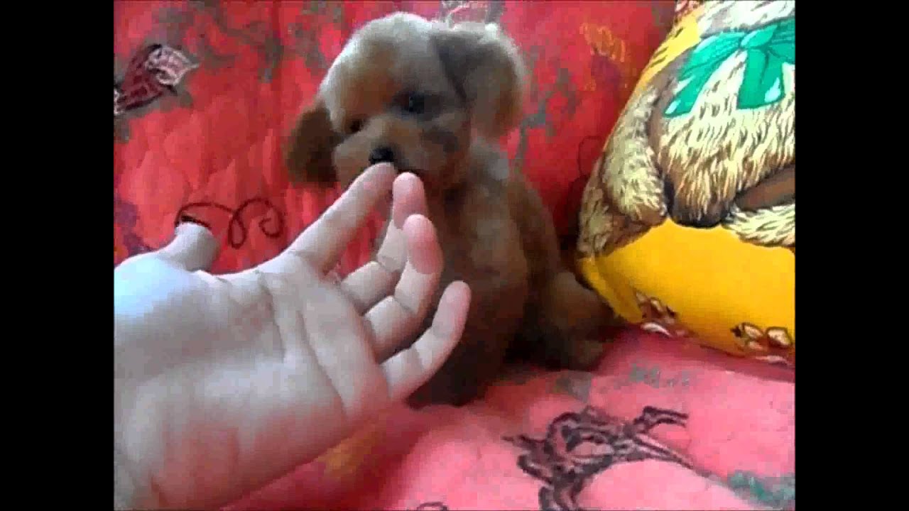 Displaying 20> Images For - Teacup Poodle Brown... Displaying 20> Images For - Teacup Poodle Brown...