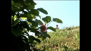 Doručak na travi