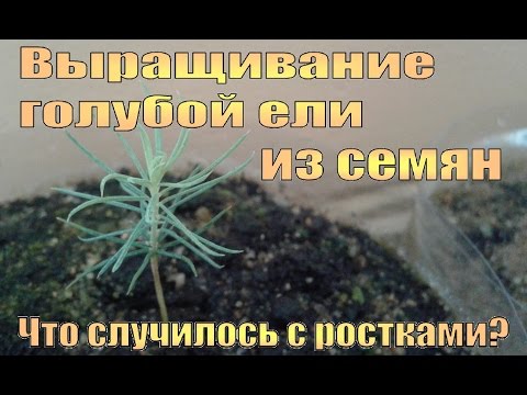 Семена голубой ели из семян в домашних условиях Семена голубой ели из семян в домашних условиях