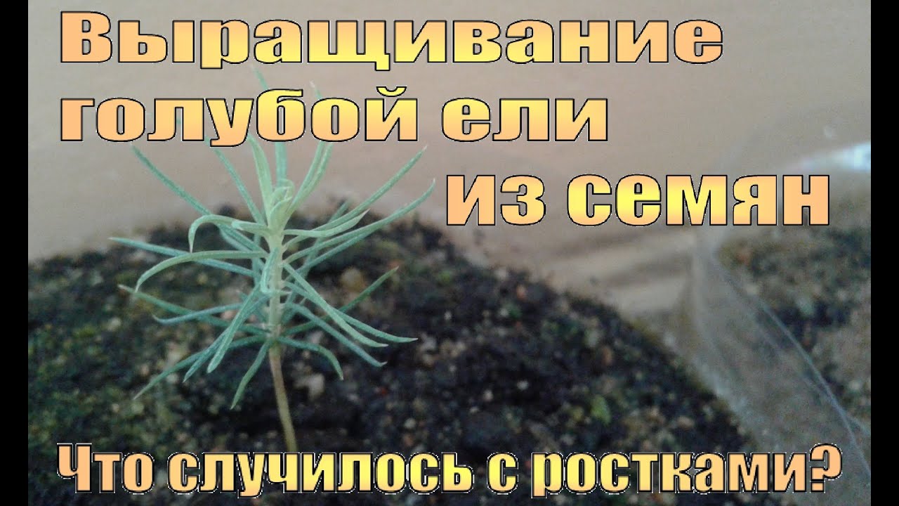 Как сажать голубую ель из семян 756