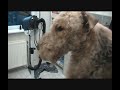 toiletter airedale