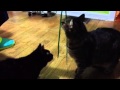 Mocha, Coco, & a green ribbon