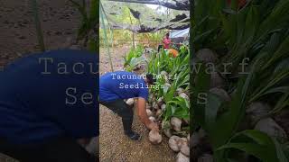 Tacunan Dwarf Seedlings
