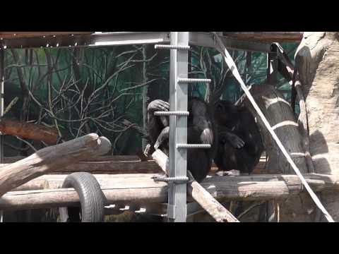 天王寺動物園　アジアの熱帯雨林