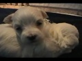 Cute Puppies Kiss Each Other images Cute Puppies Kiss Each Other