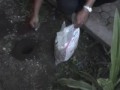image Cara Baru Memupuk Tanaman