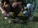 Title:Squirrelman TV Spot Description:Rodney makes a TV commercial.