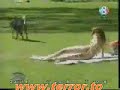 kadınların bacak arasını koklayan köpek kamera şakası