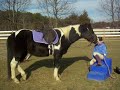nuzzling horse