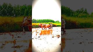 Hal Chalaye Tune Tune Fasal Ugai Kaise Koi Le Jaega Yah Teri Kamai
