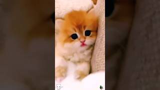 Cute Kitten,S