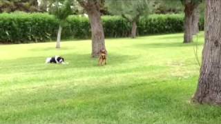 Dog Jumping 2.35 Meters. Cane Che Salta Metri 2,35.