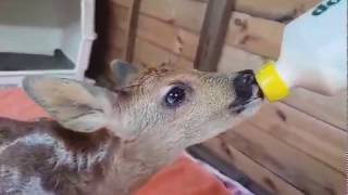 Deer Feeding