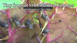 Tiny Frogs, Giant Lily Pads