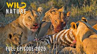 Wild Hwange Where Lions Rule And Rivals Fall Wild Nature
