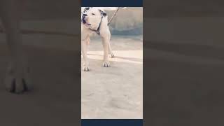 New Pitbull Atude Status P