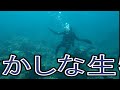 おかしな生物