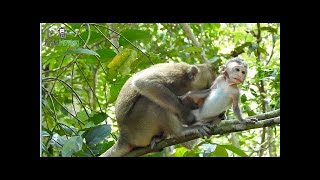 Let me go go,i miss my mom baby monkey hungry breastfeeding