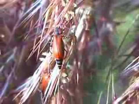 Header of Anthocomus coccineus
