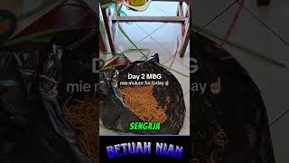 Dapat Mbg Mie Tapi Sudah Berlendir