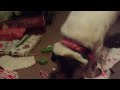 Jack Russell dog opens his own Christmas presents! Opening his present from Daddy!
