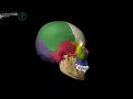 Human skull - exploded skull with bones labelled, based on CT scanning