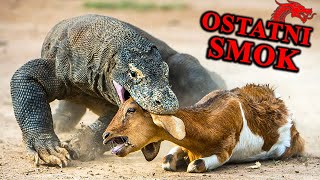 Bezwzględny Brutal Z Komodo - Ostatni Gigant