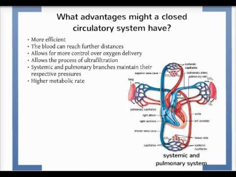 What Advantage Might a Closed Circulatory System Have Over an Open