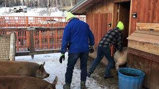 My Least Favorite Day On The Farm. Killing Hogs Is Getting Harder But Its Part Of Being A Farmer.