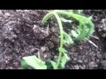 Heirloom Tomatoes and Aquaponic Crops at Pappy's Place 2013