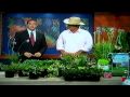 Ground Cover as a lawn alternative with Larry ONeil