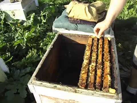 Как сделать отводок есть плодная матка Как сделать отводок есть плодная матка