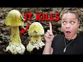 The Only Antidote For Death Cap Mushrooms Is A Transplant