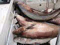 North Cal Sportfishing