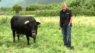 Avant La Finale, Rencontre Avec Cobra, La Reine En Re, Et Pouky, La Reine De La Foire Du Valais