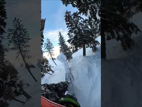 TREE JAM POP OUT #SNOWBOARDING #GOPROMAX360
