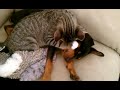 Winston (kitty) takes care of Zeke (puppy).3gp