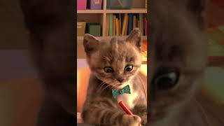 Little Kitten Catches Your Smartphone 😸 😺 😻