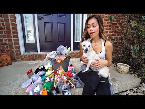 SURPRISING MY PUPPY WITH HER DREAM GIFTS!